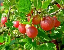 Stikkelsbær rød, barrodsplante – 1 stk.